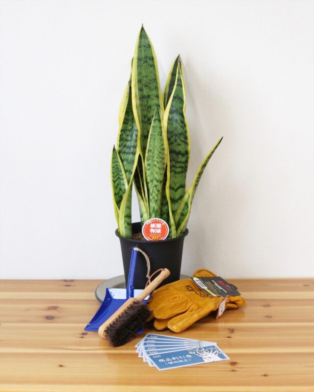 福袋 グリーン②