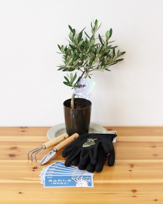 福袋 グリーン①