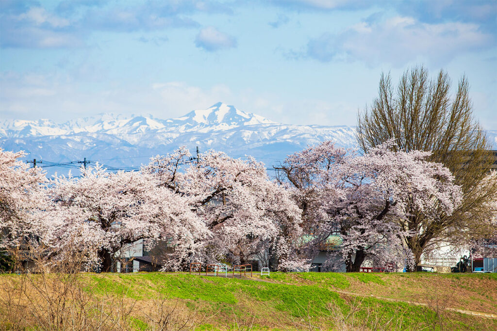 山形米沢の春 朝日連峰と最上川河川敷の桜並木
