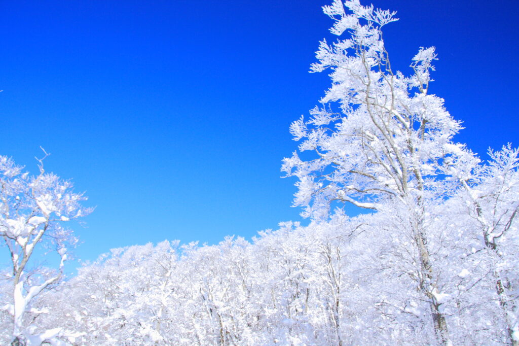 雪に覆われた木々と青空の冬景色
