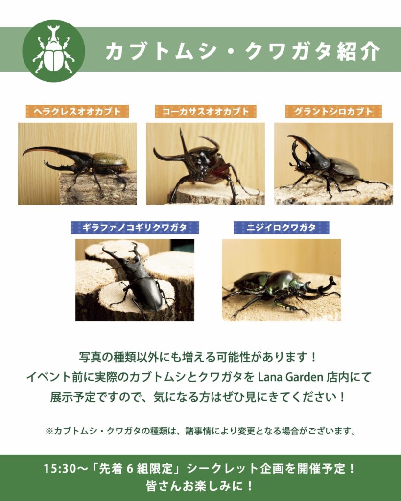 カブトムシ・クワガタ紹介